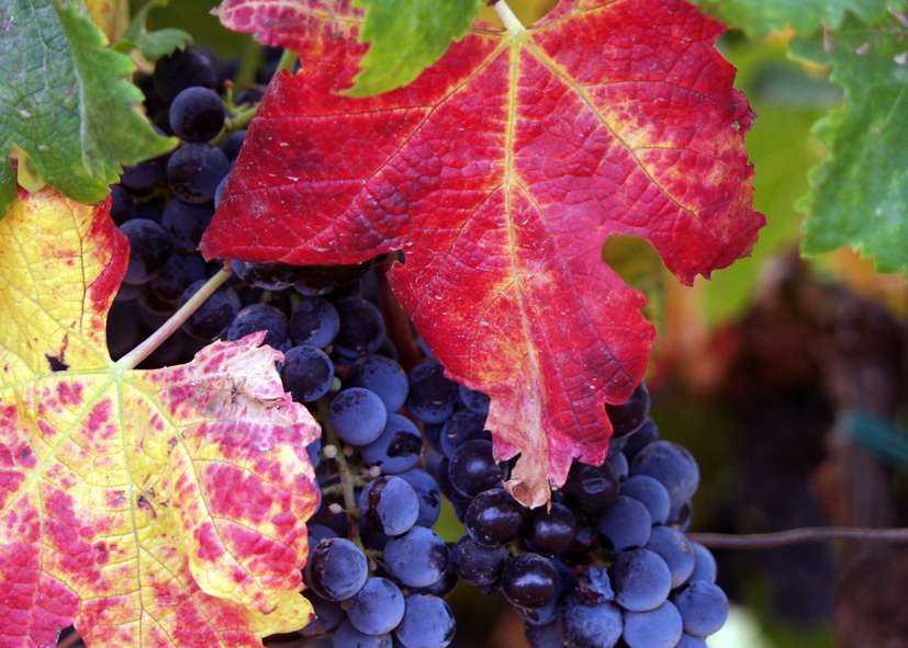 La jornada abordará el cultivo del viñedo ecológico. Foto: grapes from the Guadalupe Valley, Ensenada, Baja California, Mexico BY Tomas Castelazo. CC BY 2.5