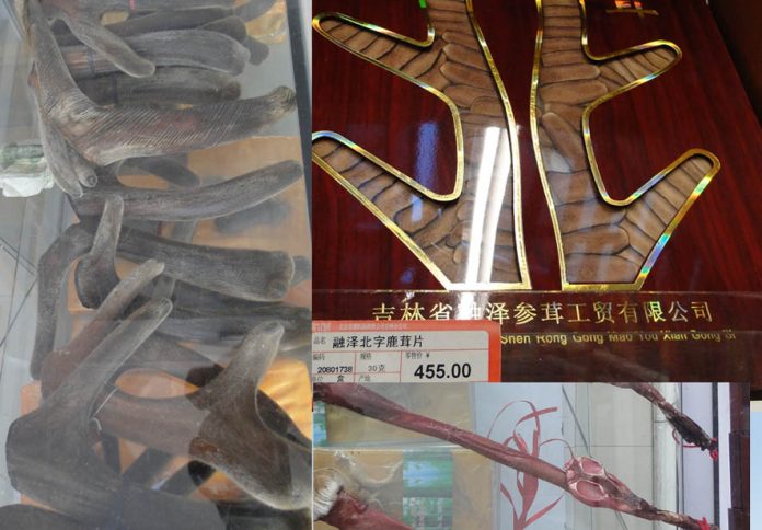 Cuerna de ciervo en secciones enteras (izquierda), rodajas superior derecha y penes de ciervo (inferior derecha), en una farmacia tradicional de China