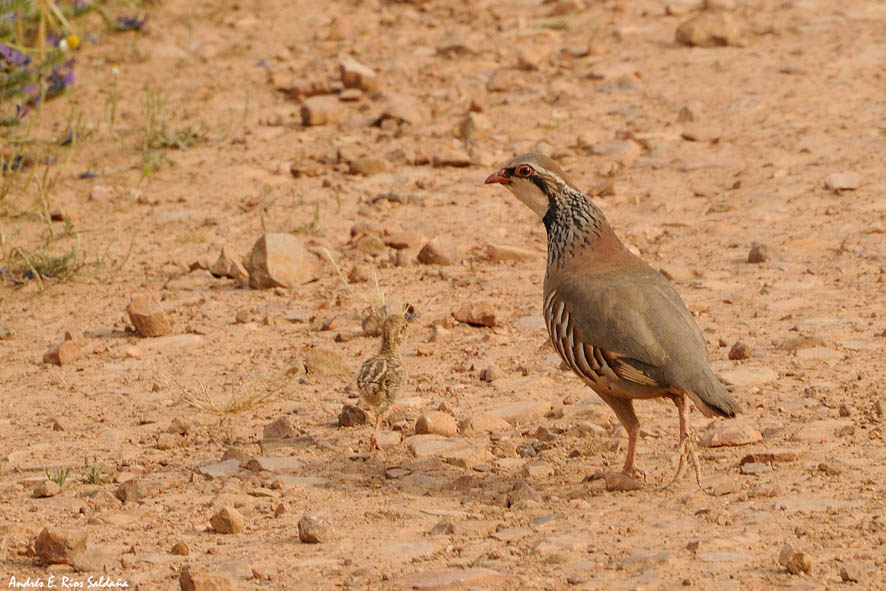 Los resultados indican que los cazadores españoles estarían dispuestos a pagar más por cazar en cotos con buenas características ecológicas