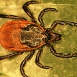 Hembra de Ixodes scapularis