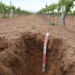 Suelo abierto para descripción edafológica. Foto del grupo de investigación Suelos Vitícolas de la UCLM