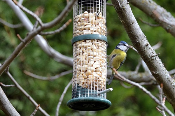 Herrerillo común, Cyanistes caeruleus, que se ha acercado a un entorno urbano para buscar alimento durante el invierno. Foto: Juan José Sanz