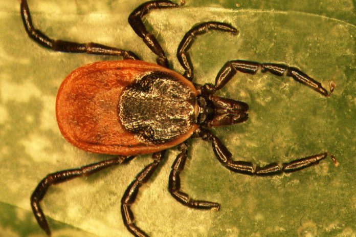 El estudio abre la puerta a disminuir la transmisibilidad de los agentes biológicos a animales y seres humanos