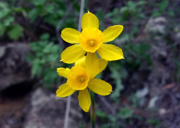Ejemplar de Narcissus fernandesii, especie amenazada que vive en las provincias de Toledo y Ciudad Real.