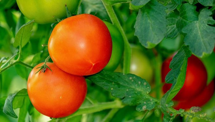 La conservación de los genes y los mecanismos implicados está permitiendo ya realizar experimentos prospectivos en tomate. © pixabay